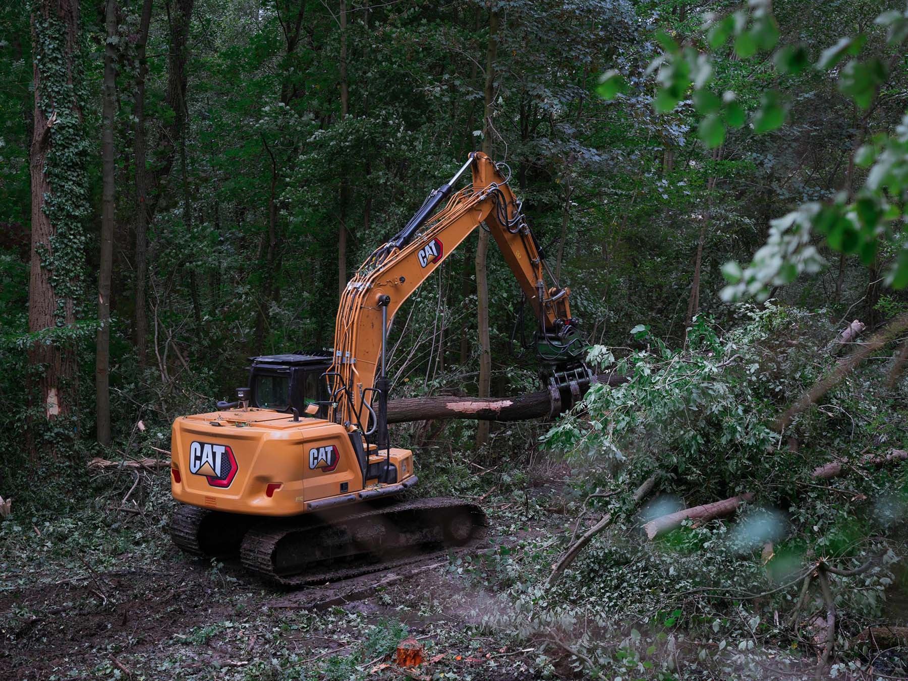 bosbouw project